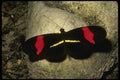 052043 Red Passion flower Butterfly A4 Photo Print