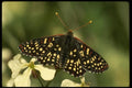 052044 Western Checkerspot A4 Photo Print