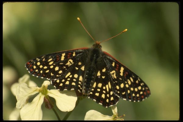 052044 Western Checkerspot A4 Photo Print