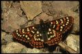 052045 Edith's Checkerspot A4 Photo Print