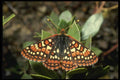 052046 Edith's Checkerspot A4 Photo Print
