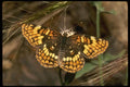 052047 Pacific Checkerspot A4 Photo Print
