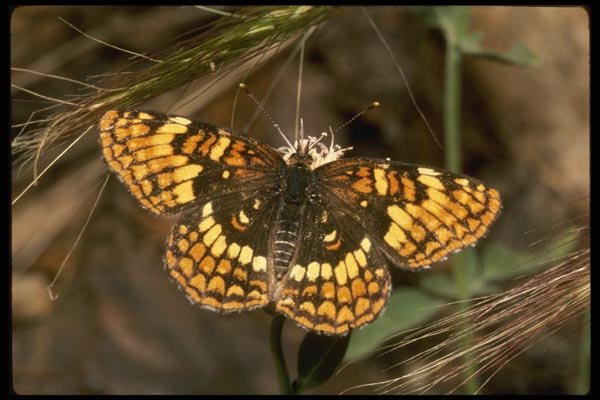 052047 Pacific Checkerspot A4 Photo Print