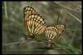 052048 Paintbrush Checkerspot A4 Photo Print