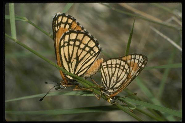052048 Paintbrush Checkerspot A4 Photo Print