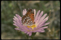 052049 Mojave Checkerspot A4 Photo Print