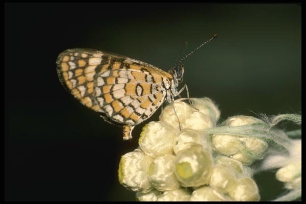 052050 Tiny Checkerspot A4 Photo Print