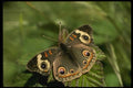 052053 Buckeye Butterfly A4 Photo Print