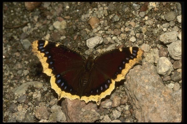 052054 Mourning Cloak A4 Photo Print