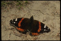052055 Red Admiral A4 Photo Print