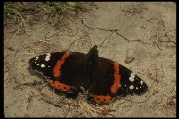 052055 Red Admiral A4 Photo Print