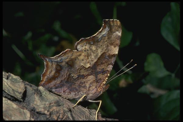 052056 Question Mark A4 Photo Print