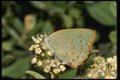 052057 Quaderna Hairstreak A4 Photo Print