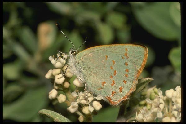 052057 Quaderna Hairstreak A4 Photo Print