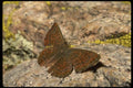 052058 Arizona Metalmark A4 Photo Print