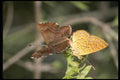 052059 Rawson's Metalmark A4 Photo Print