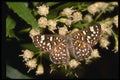 052060 Palmer's Metalmark A4 Photo Print