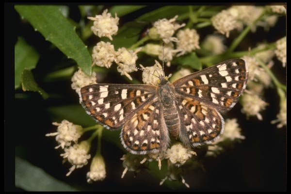 052060 Palmer's Metalmark A4 Photo Print