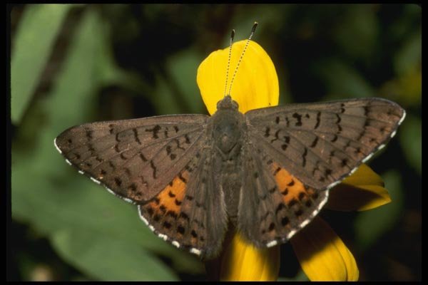 052061 Chiricahua Metalmark A4 Photo Print