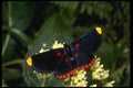 052062 Pixy Metalmark A4 Photo Print