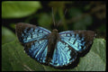 052063 Tropical Metalmark A4 Photo Print