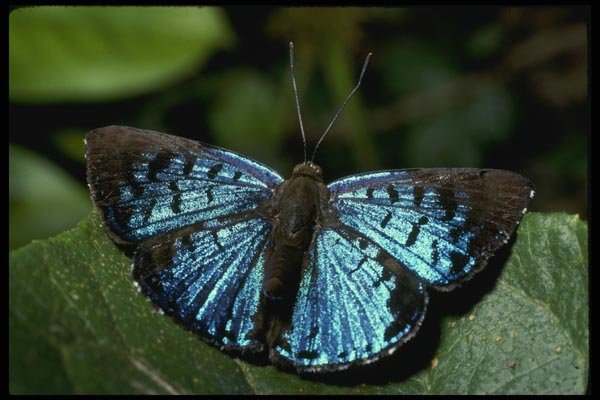 052063 Tropical Metalmark A4 Photo Print