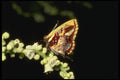 052064 Metalmark A4 Photo Print