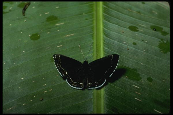 052065 Metalmark A4 Photo Print
