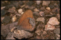 052067 Arroyo Satyr A4 Photo Print