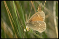052071 Ringlet A4 Photo Print