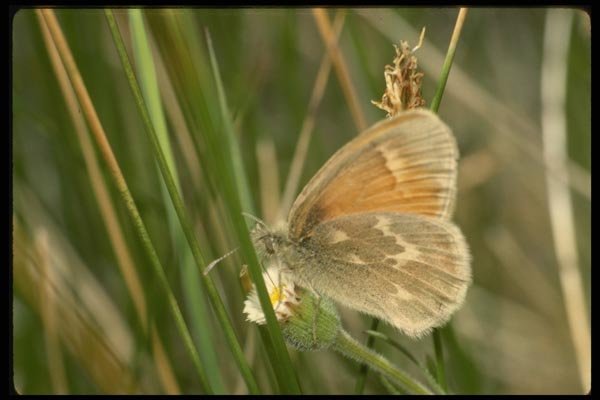 052071 Ringlet A4 Photo Print
