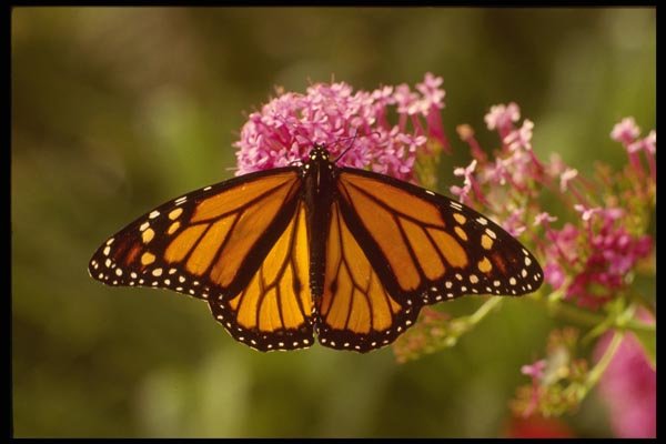 052072 Monarch A4 Photo Print