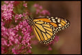 052073 Monarch A4 Photo Print