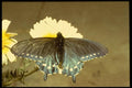 052075 Pipe Vine Swallowtail A4 Photo Print