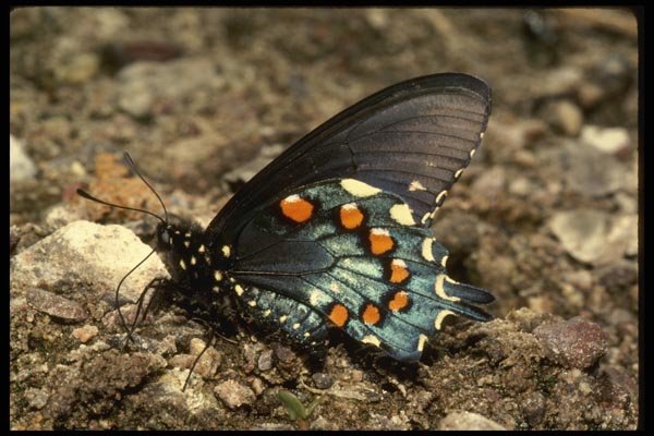 052076 Pipe Vine Swallowtail A4 Photo Print