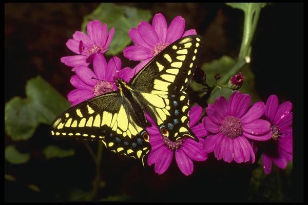 052077 Anise Swallowtail A4 Photo Print