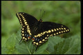 052078 Black Swallowtail A4 Photo Print