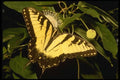 052079 Tiger Swallowtail A4 Photo Print
