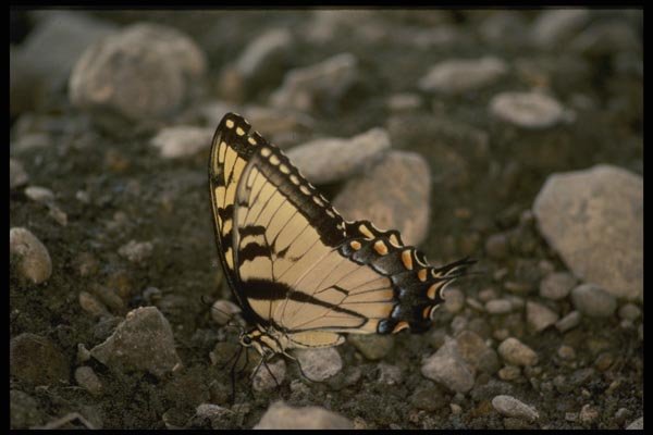 052080 Tiger Swallowtail A4 Photo Print