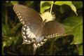 052081 Spicebush Swallowtail A4 Photo Print