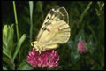 052082 Clodius Parnassian A4 Photo Print