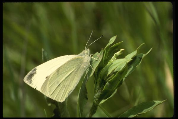 052084 European Cabbage Butterfly A4 Photo Print