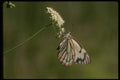 052086 Pine White A4 Photo Print