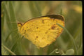 052088 Little Sulphur A4 Photo Print