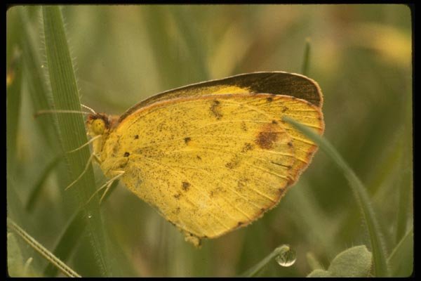 052088 Little Sulphur A4 Photo Print
