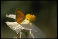 052089 Proterpia Orange A4 Photo Print