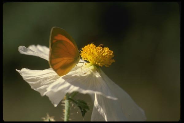 052089 Proterpia Orange A4 Photo Print
