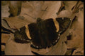 052092 Golden banded Skipper A4 Photo Print