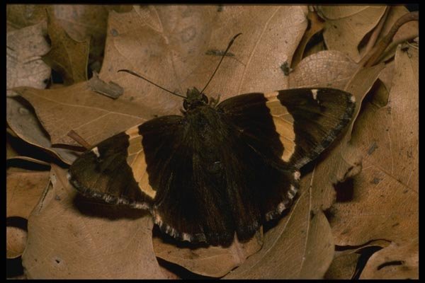 052092 Golden banded Skipper A4 Photo Print