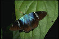 052093 Blue Flasher A4 Photo Print